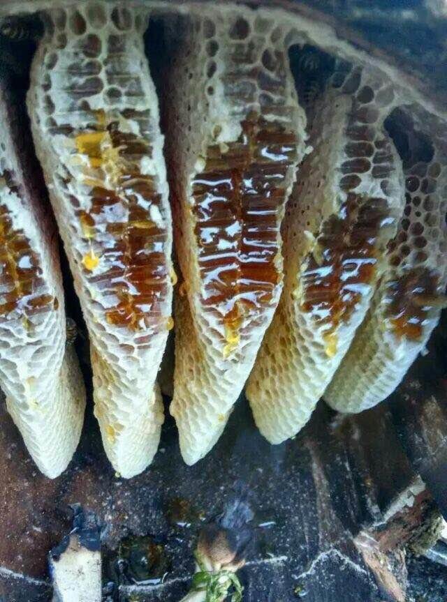 冬蜜（鸭脚木蜜）土蜂蜜质量保证，