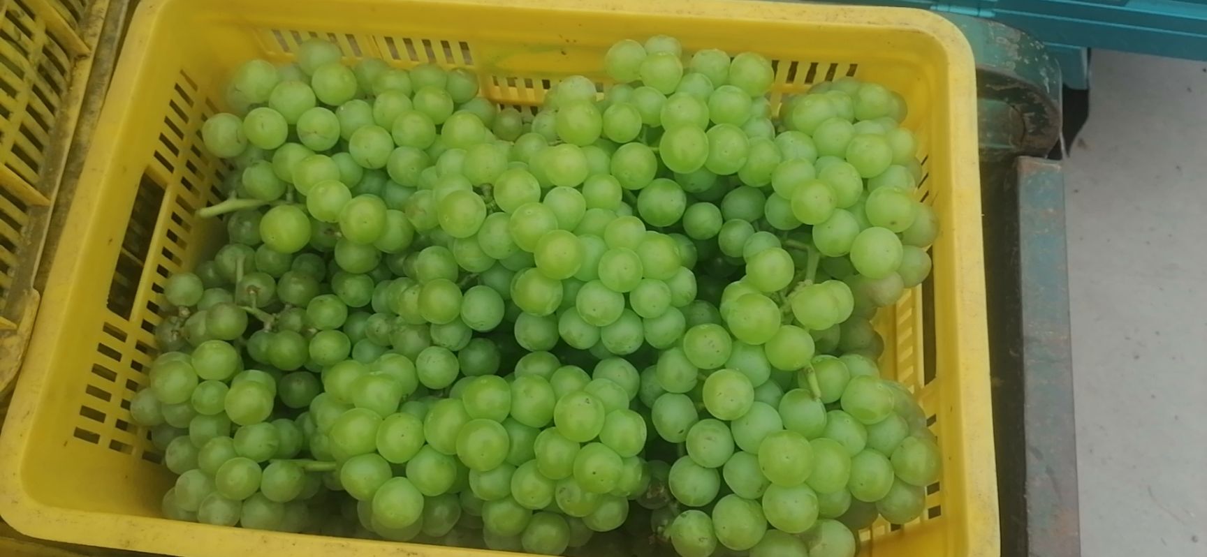 青无核  8611  加工厂专用葡萄