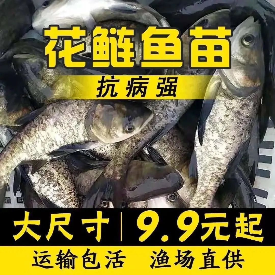 雄鱼 花鲢鱼苗大头鱼苗鳙鱼苗大头鳙鱼苗胖头鱼苗黑鲢鱼苗白鲢鱼