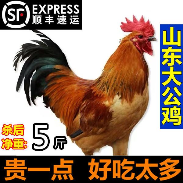 土鸡  【活鸡现杀黑脚大公鸡】山东农家散养公鸡整只走地鸡