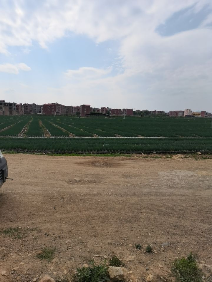 无公害小香葱