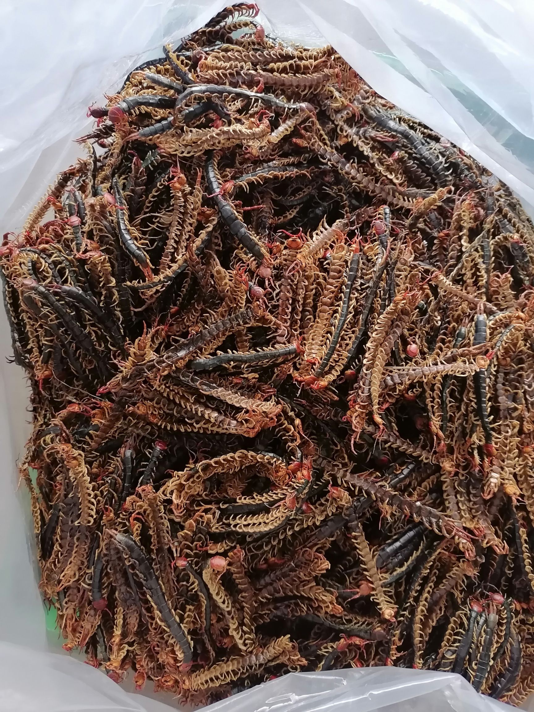 蜈蚣  靓不靓，您来说，清水货