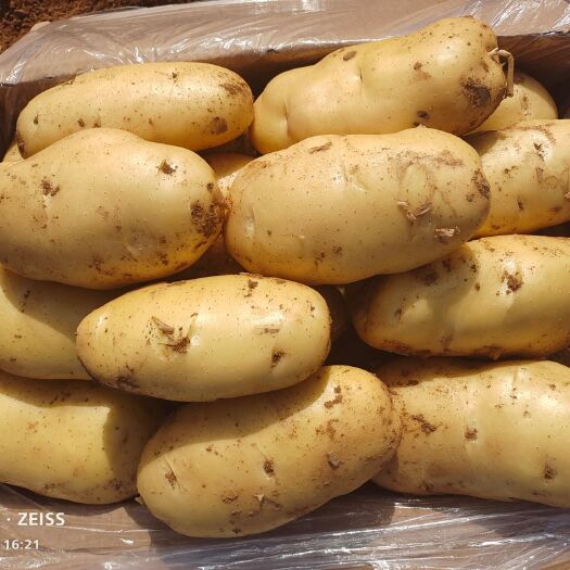 肥城荷兰十五土豆大量供应库存货以开始