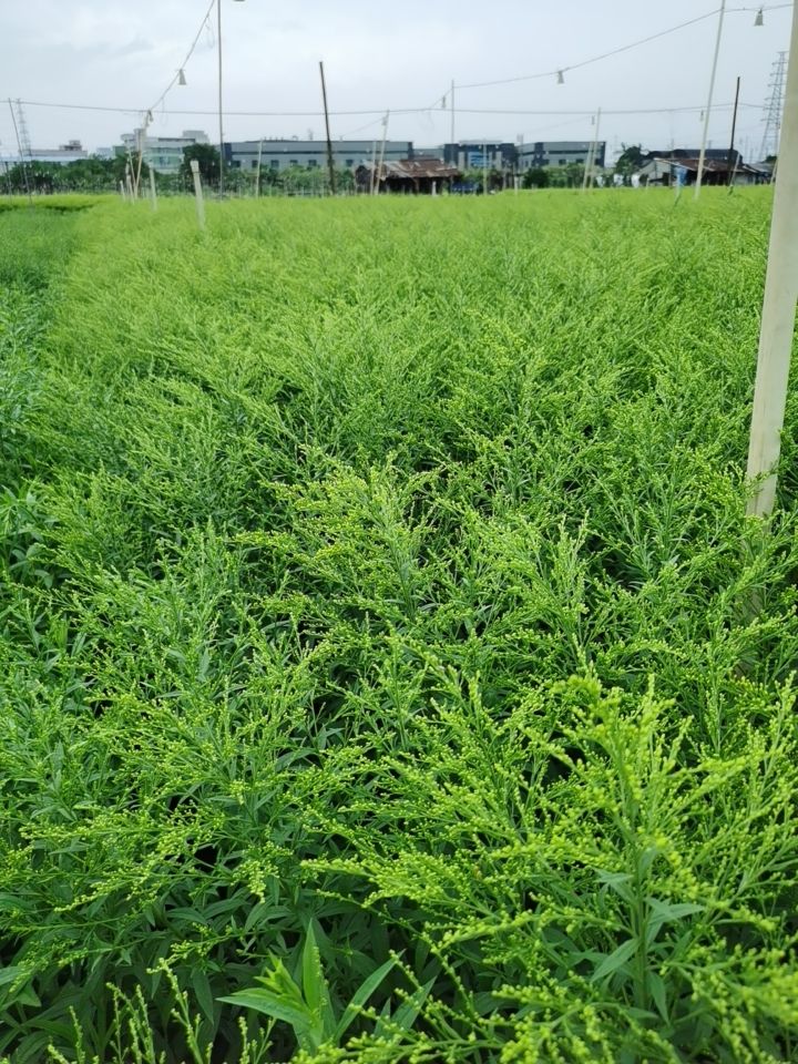 黄莺花