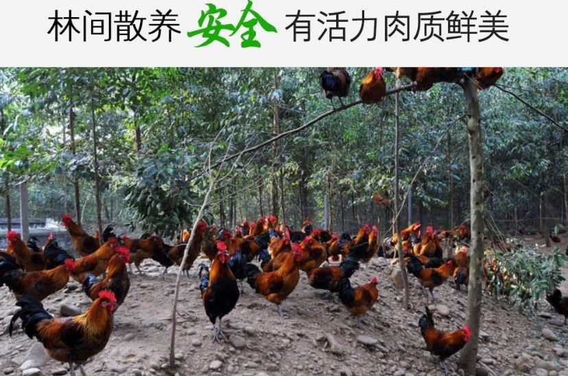土鸡  【活鸡现杀黑脚大公鸡】山东农家散养公鸡整只走地鸡