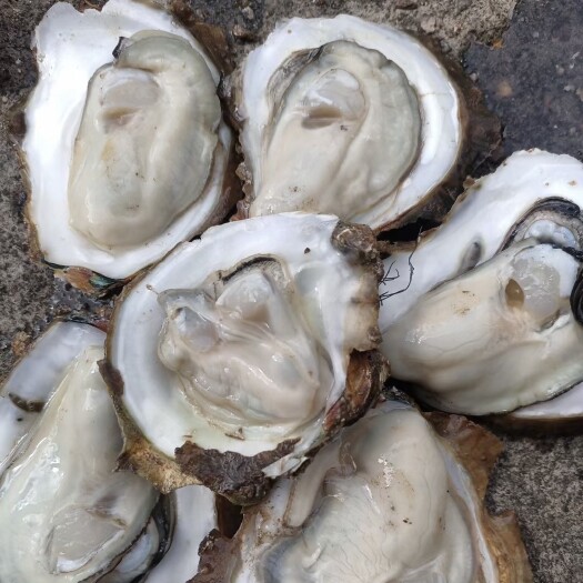 合浦县牡蛎 各种规格北海生蚝批发