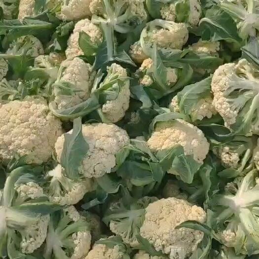 通许县白花菜花 有机花，冷库库存大量现货，合同到期，价格低