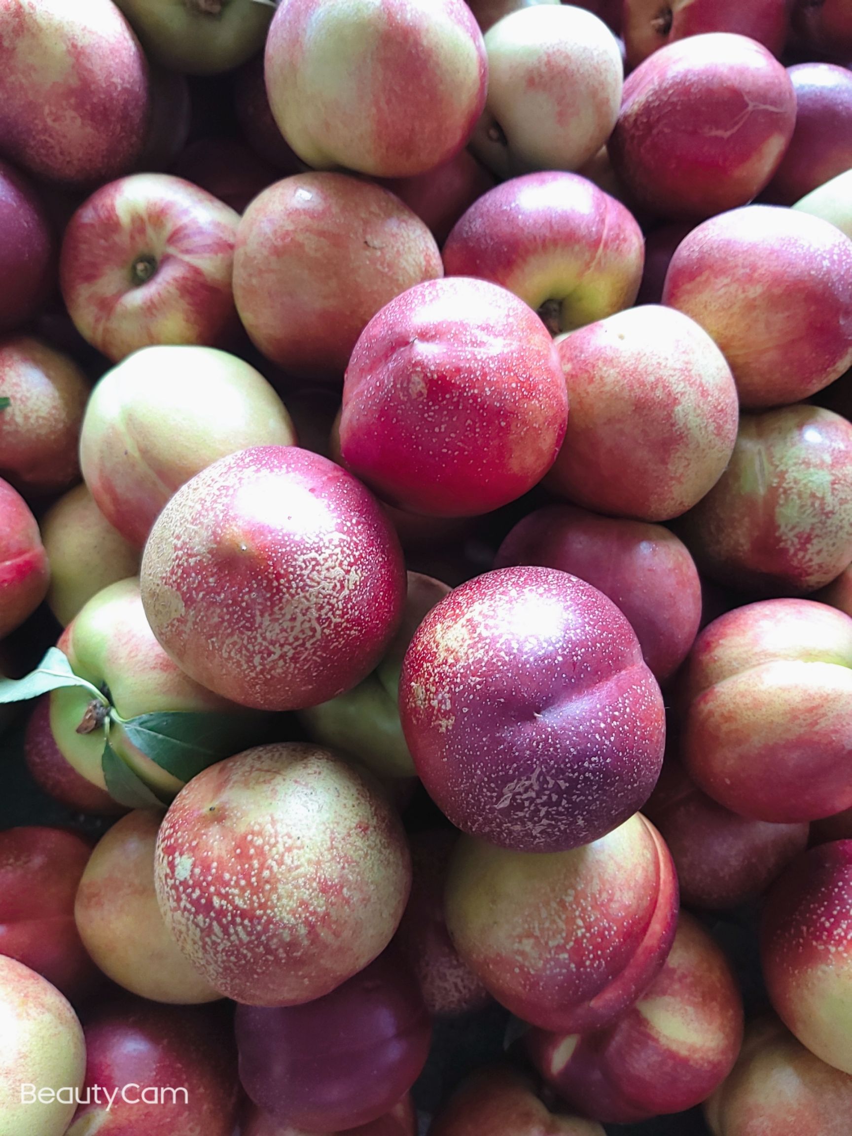 中油油桃 桃子，油桃，毛桃，黄桃热销中，产地直销，价格美丽