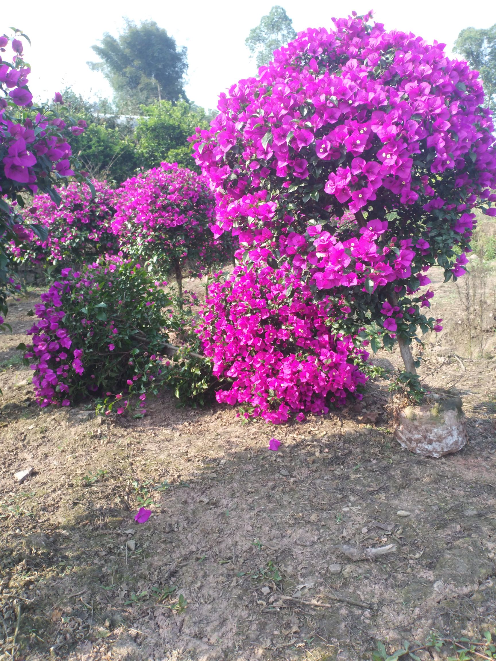 紫紅三角梅  三角梅花兒出來真的漂亮，有需要的歡迎您來電