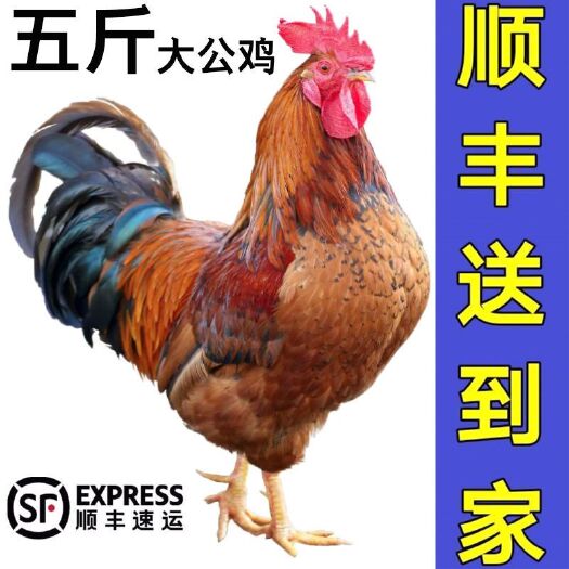 日照土鸡  【活鸡现杀黑脚大公鸡】山东农家散养公鸡整只走地鸡