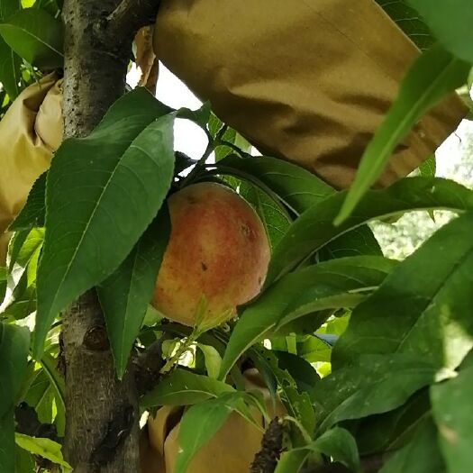西安黄桃