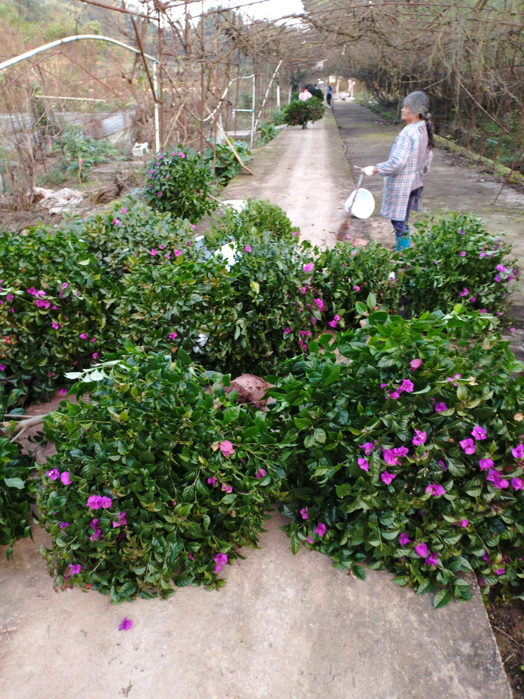 紫红三角梅  三角梅花儿出来真的漂亮，有需要的欢迎您来电