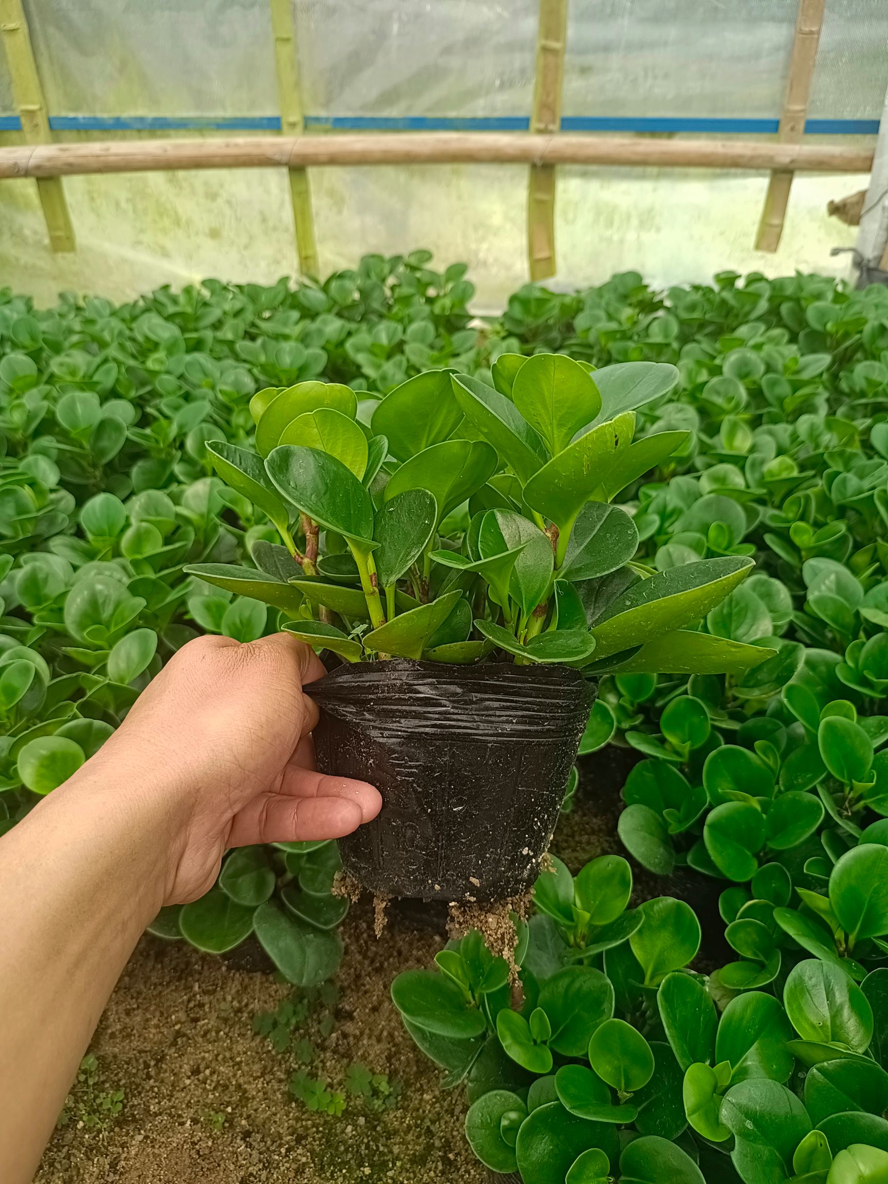 碧玉 豆瓣绿