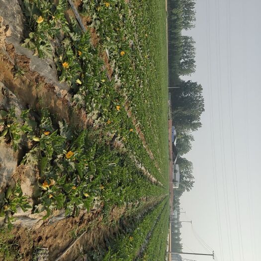 阳谷县 西葫芦，芹菜，
