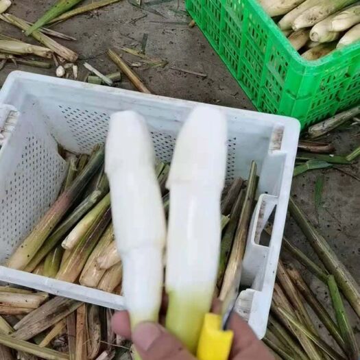 芜湖茭白 品质好价格优，基地直销，量大从优