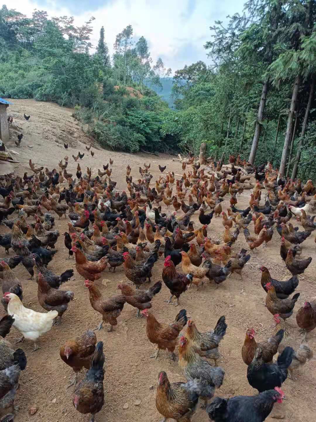 云南富宁县文山,富宁县,大型传统散养土鸡