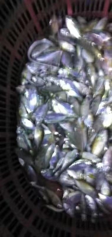 阳江饲料鱼 新鲜海鱼