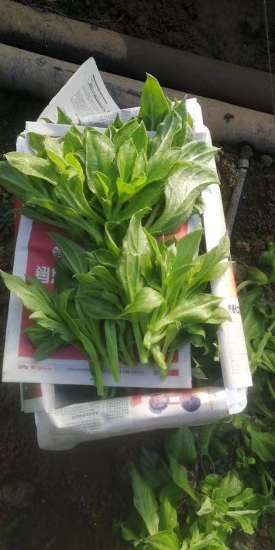 日本冰草  冰草，冰菜，供应各大商超，各大批发市场，