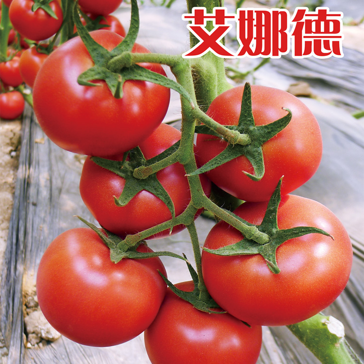 红色大果型，西红柿种子-艾娜德