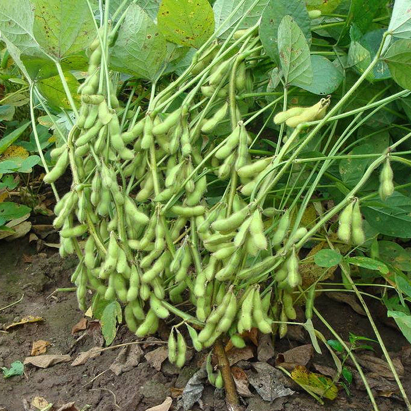 大豆  【10斤】东北新黄豆十斤包邮黑龙江笨黄豆打豆浆发豆芽