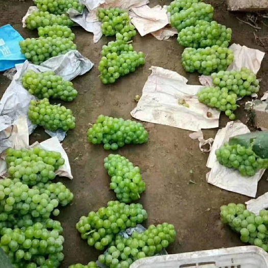 鸡泽县青无核  8611  加工厂专用葡萄