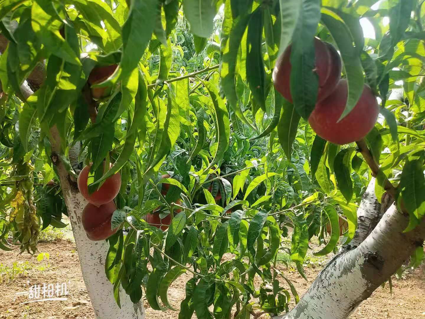 毛桃 红不软甜桃，黄金密甜桃，