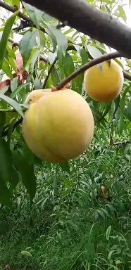 广安 锦绣黄桃