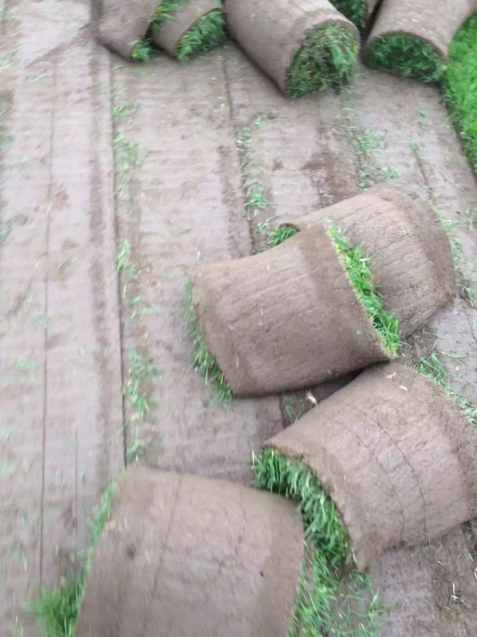 早熟禾草坪 东北最好的草皮基地。自产自销