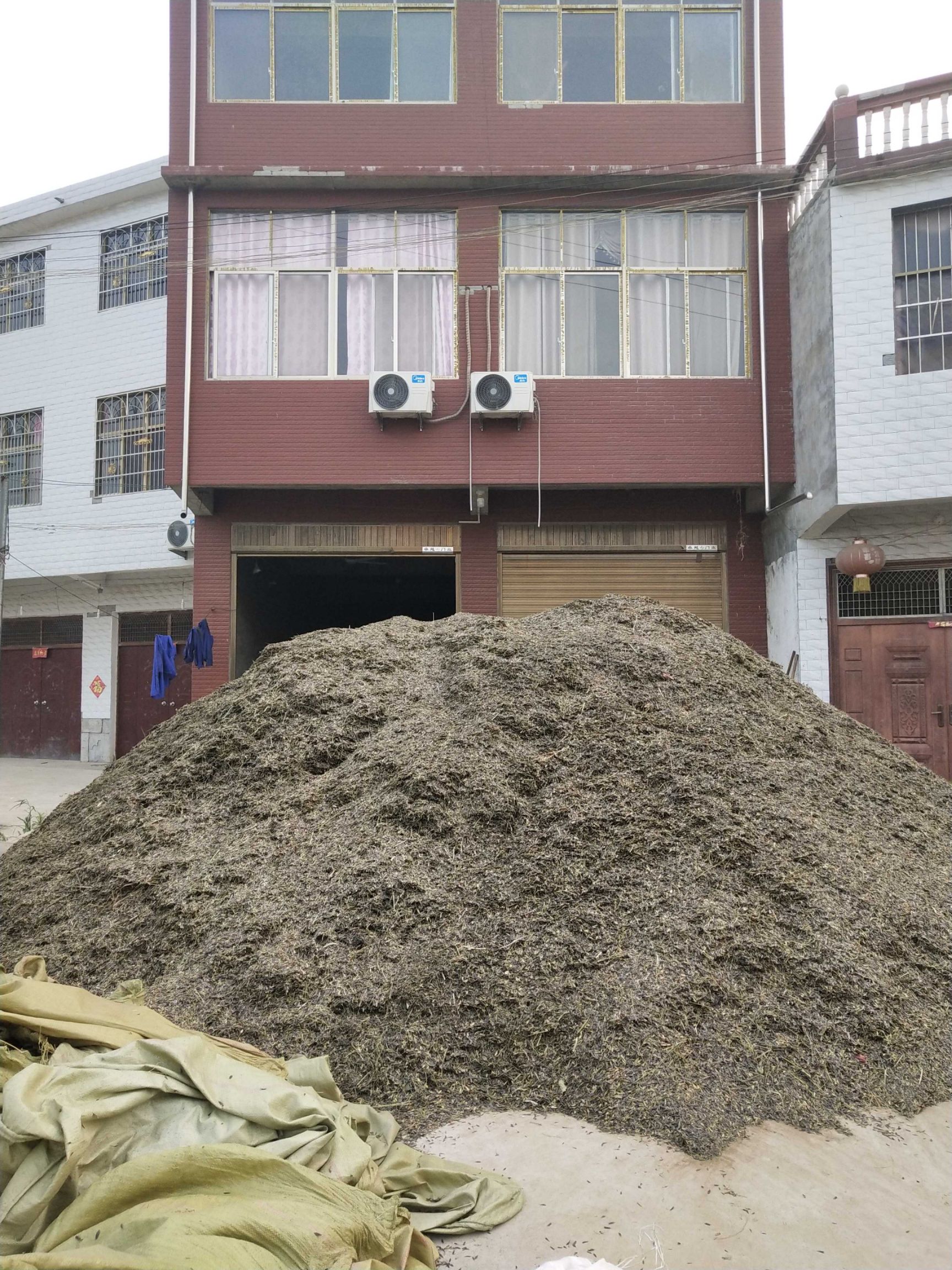 板蓝根