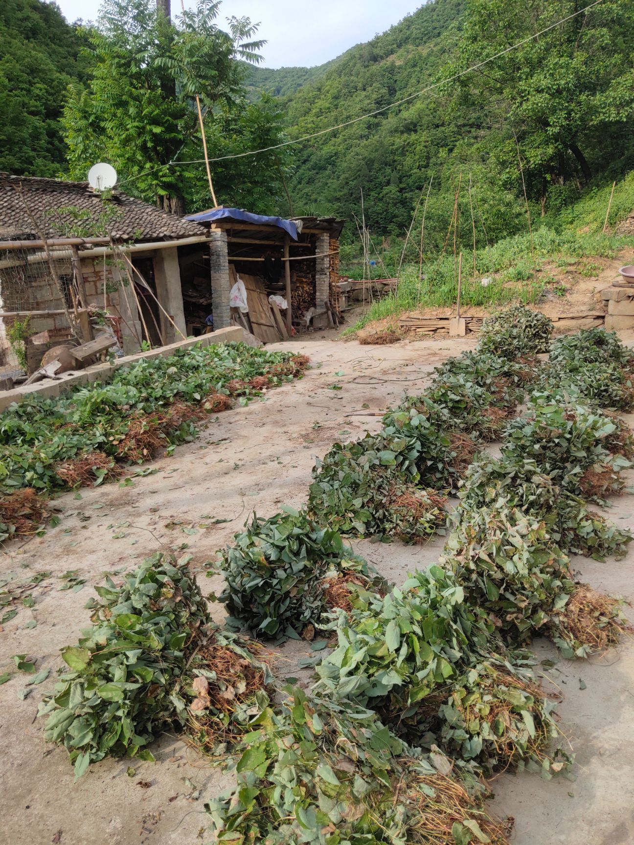 柔毛淫羊藿  【淫羊藿仙灵脾】陕西秦岭深山淫羊藿干货