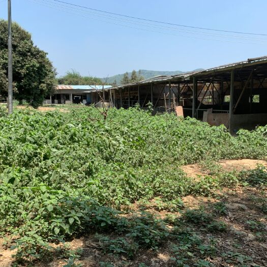 惠州畜牧养殖用地 惠州市惠城区汝湖L型养殖棚，场地共约4.5亩，棚约1200平