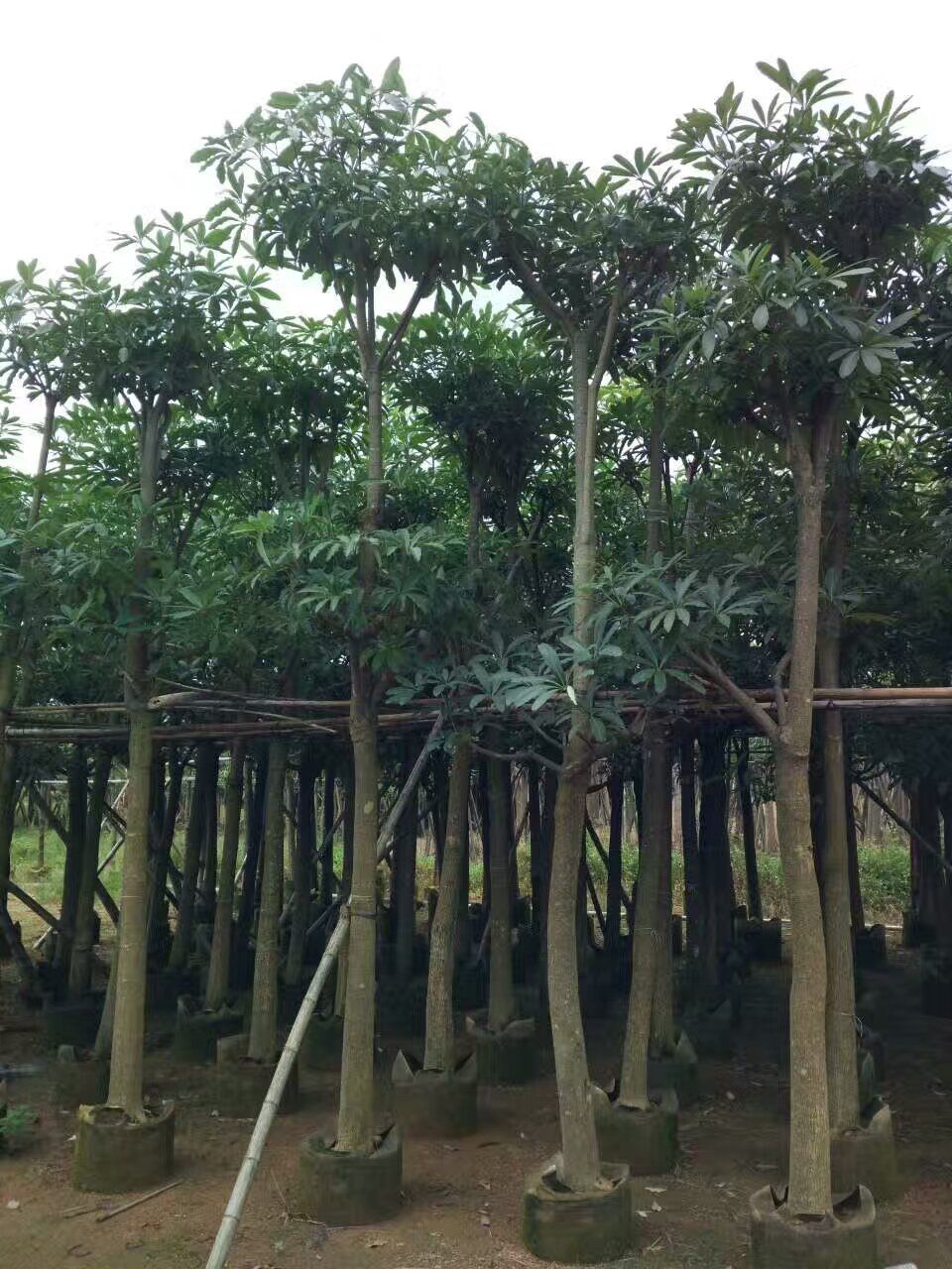 广东盆架子、灯台树袋苗/假植苗现场出售
