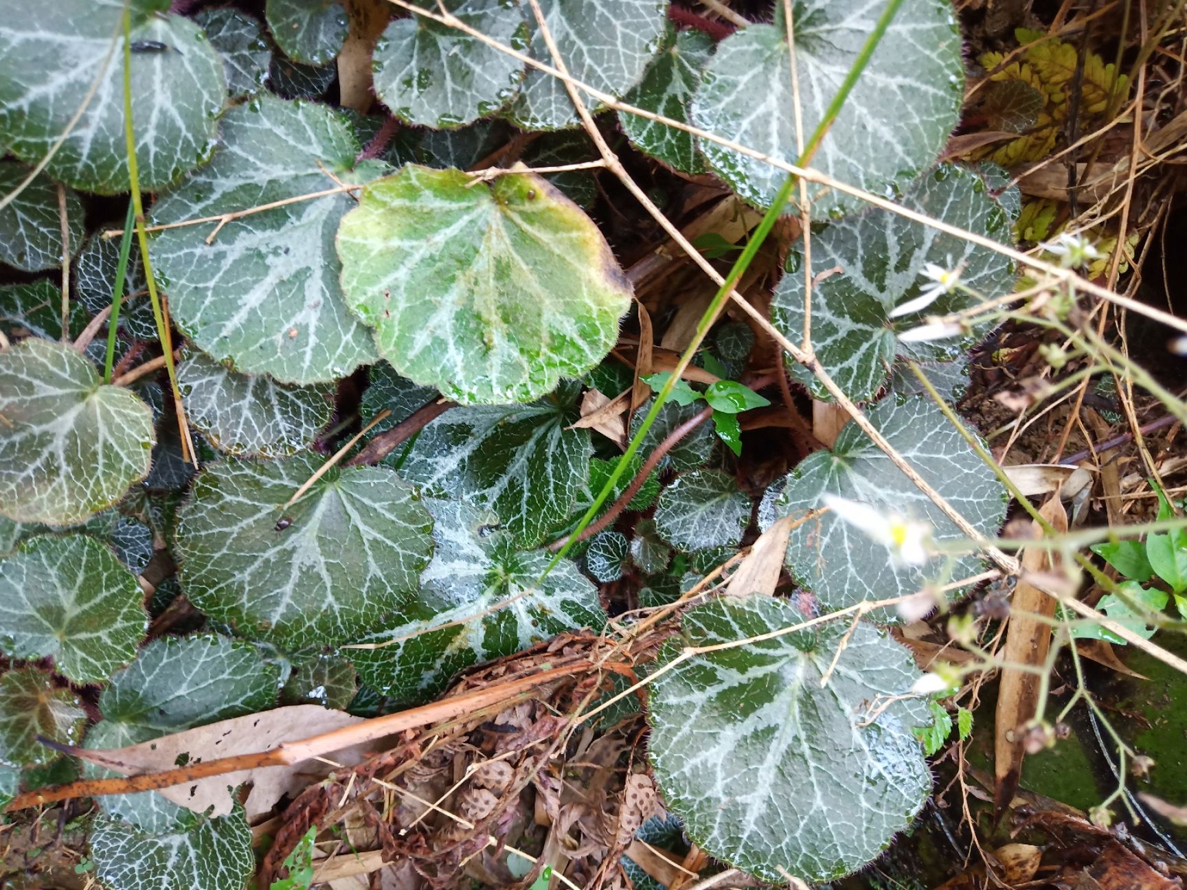  江西宜春深山虎耳草，现定现挖