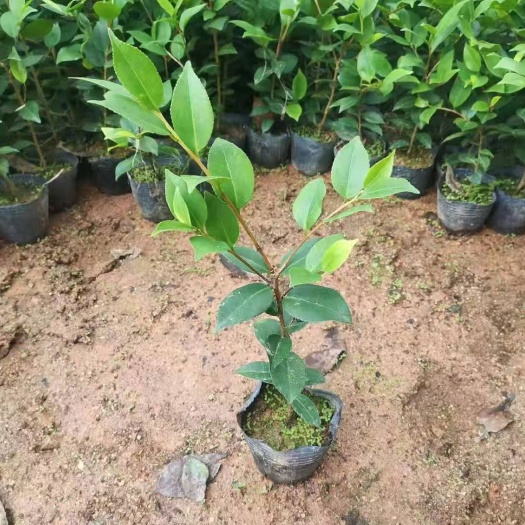 漳平市十八学士 茶花