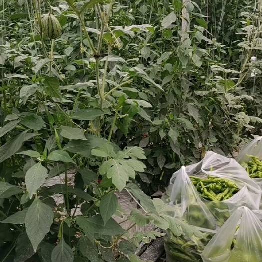 赣州精品螺丝椒，产地直发
