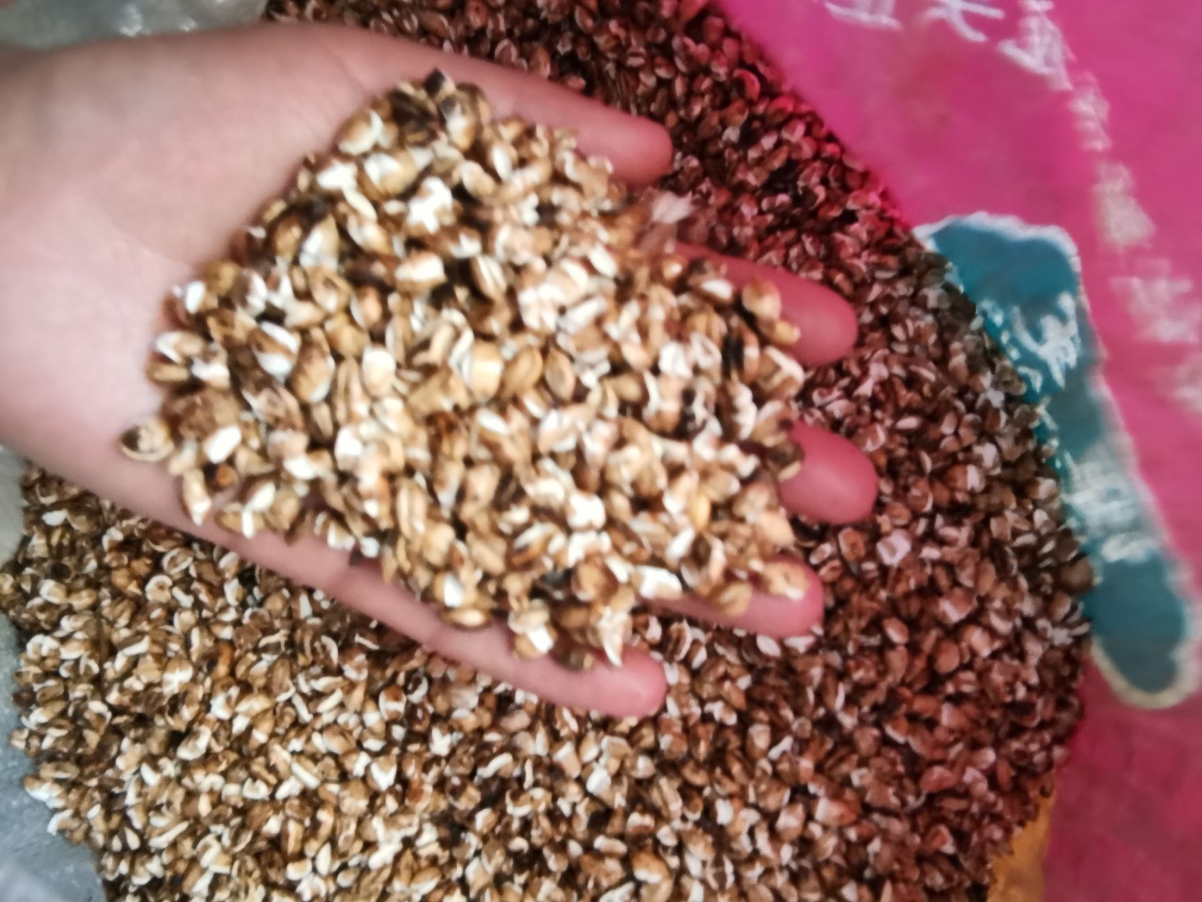 青稞米  高原美食青稞粉