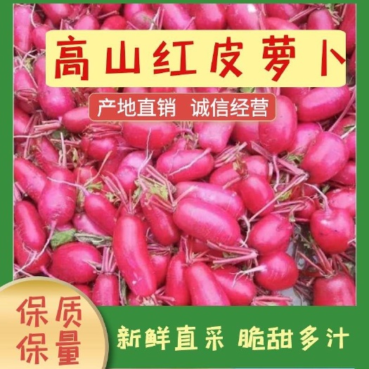 红皮萝卜  高山红皮罗卜