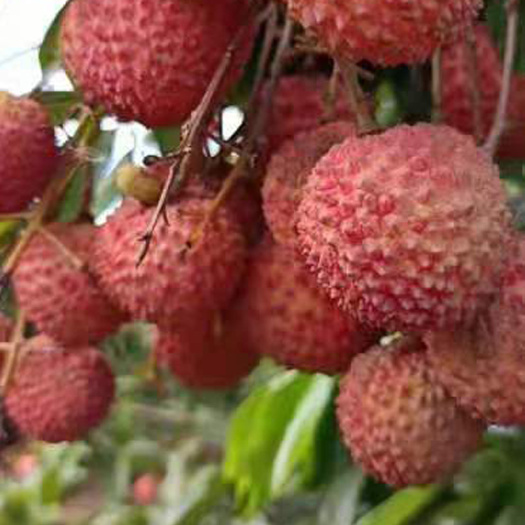 珠海桂味荔枝 蜂蜜味桂花香