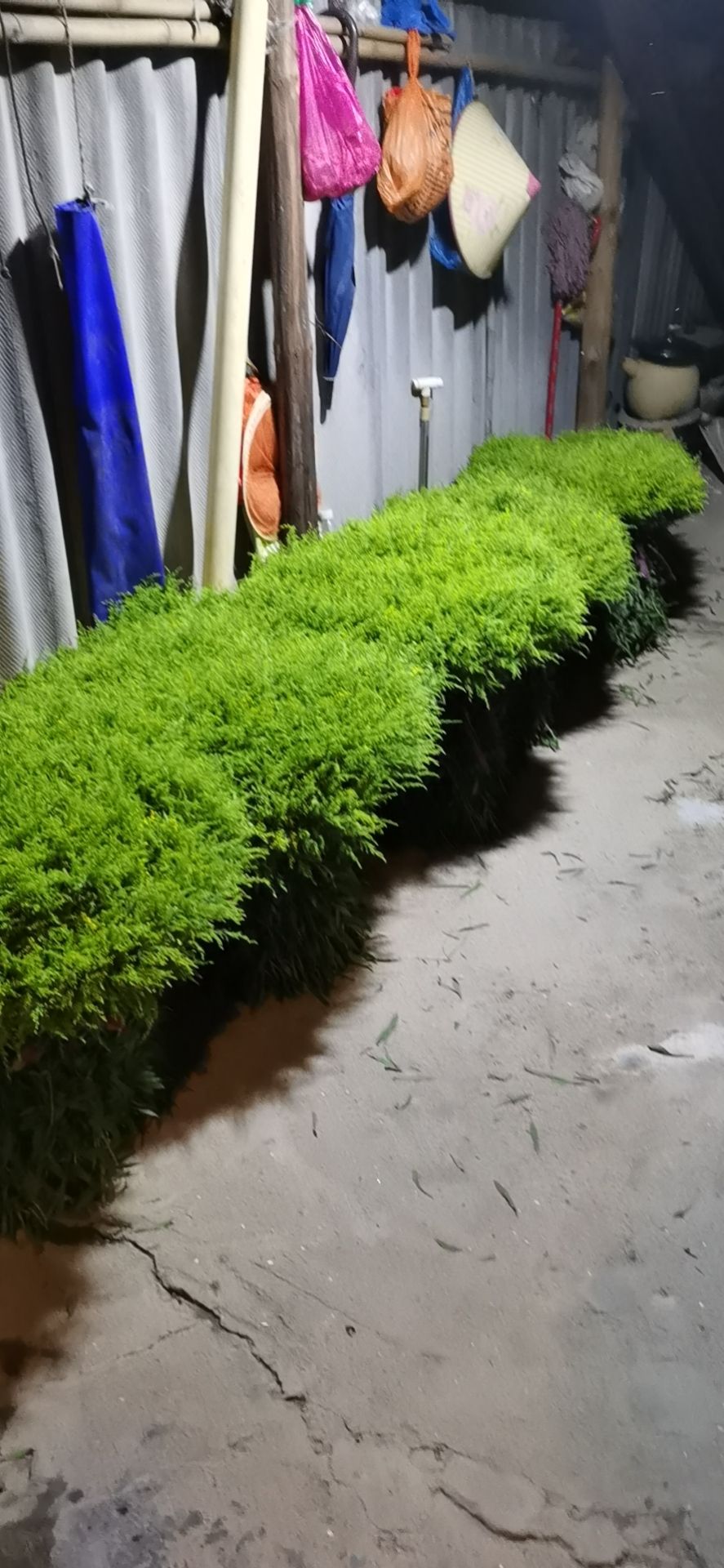 黄莺花