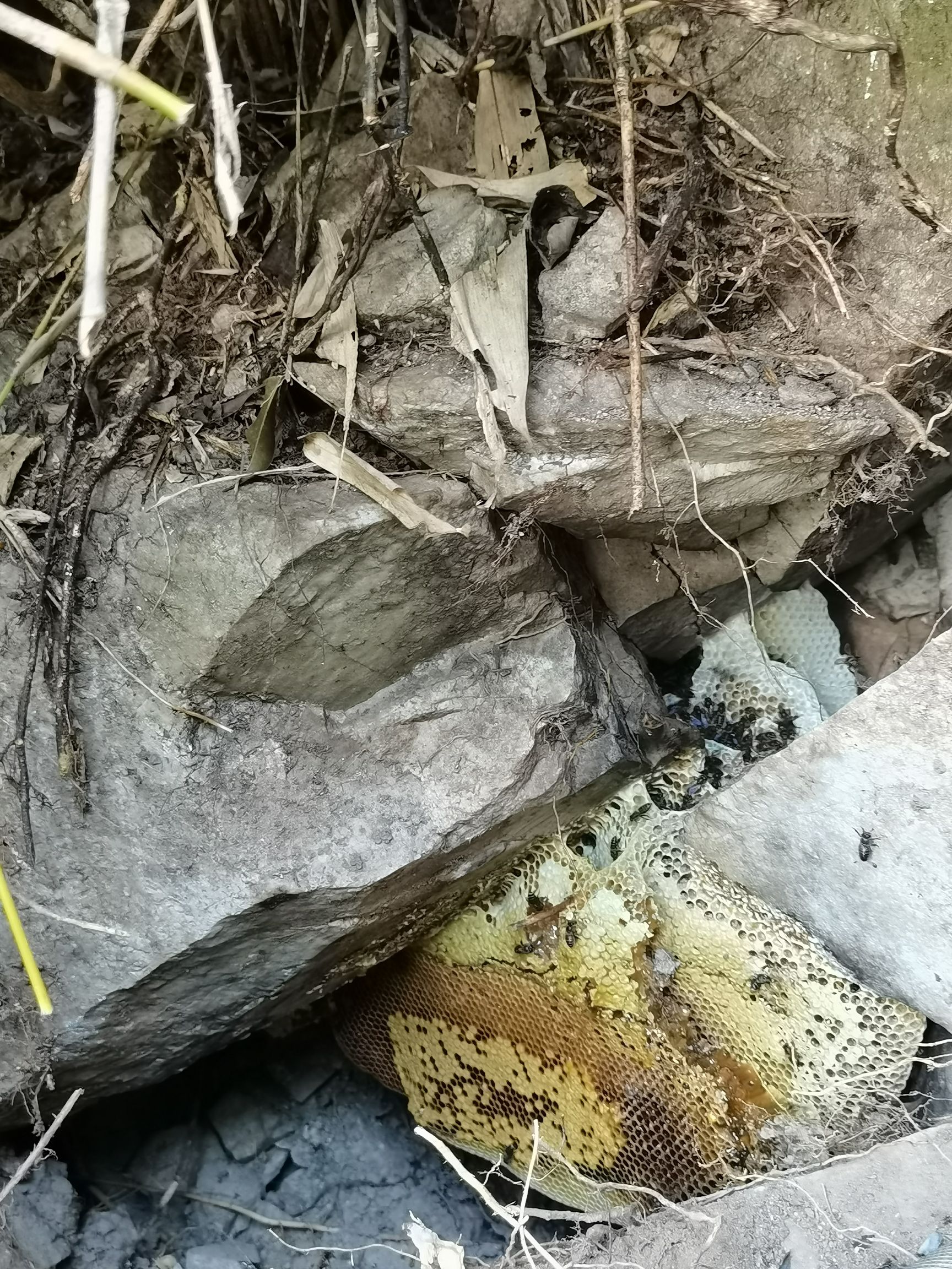 海南百花野蜂蜜