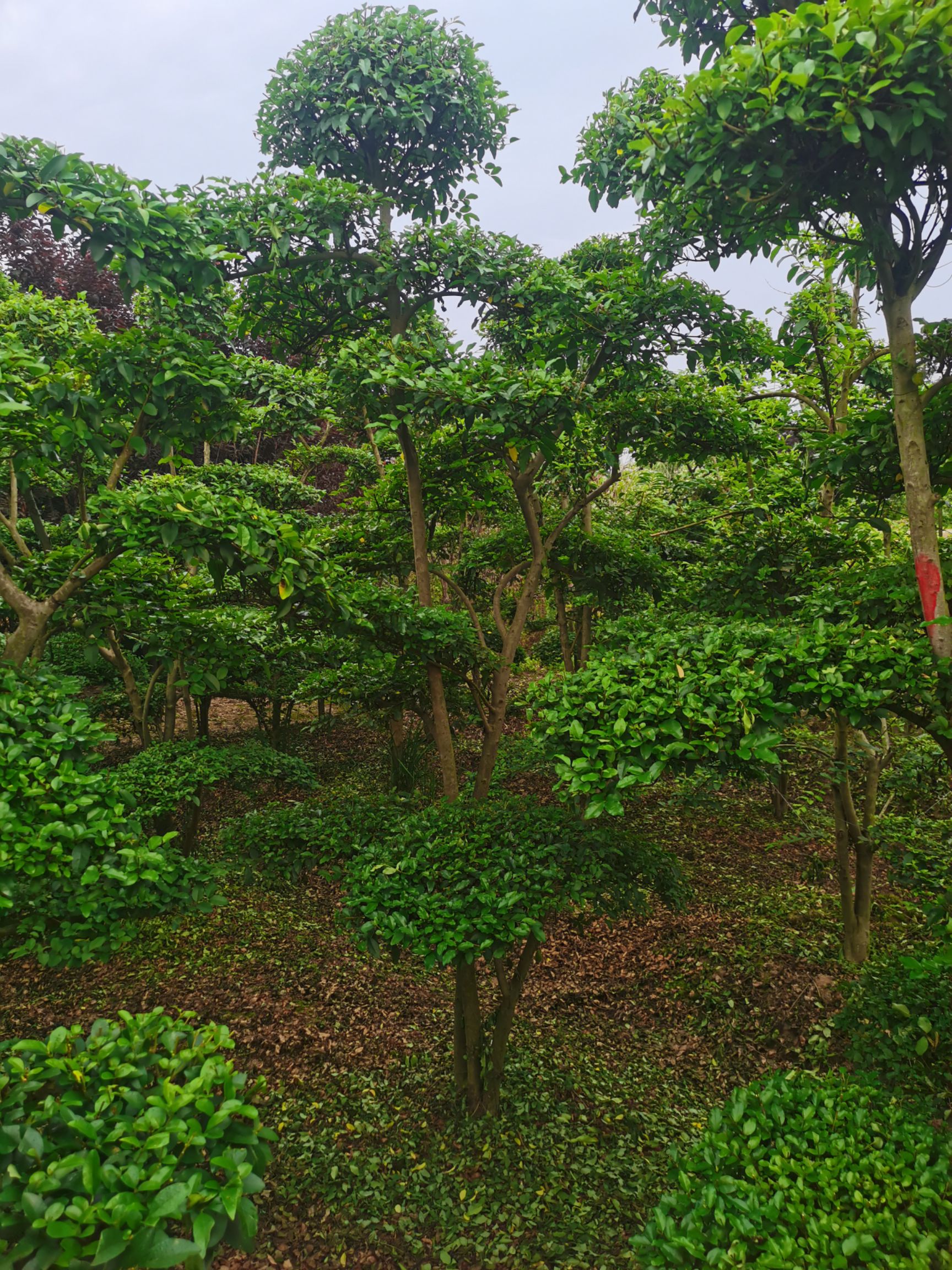 供应大量小叶女贞造型树