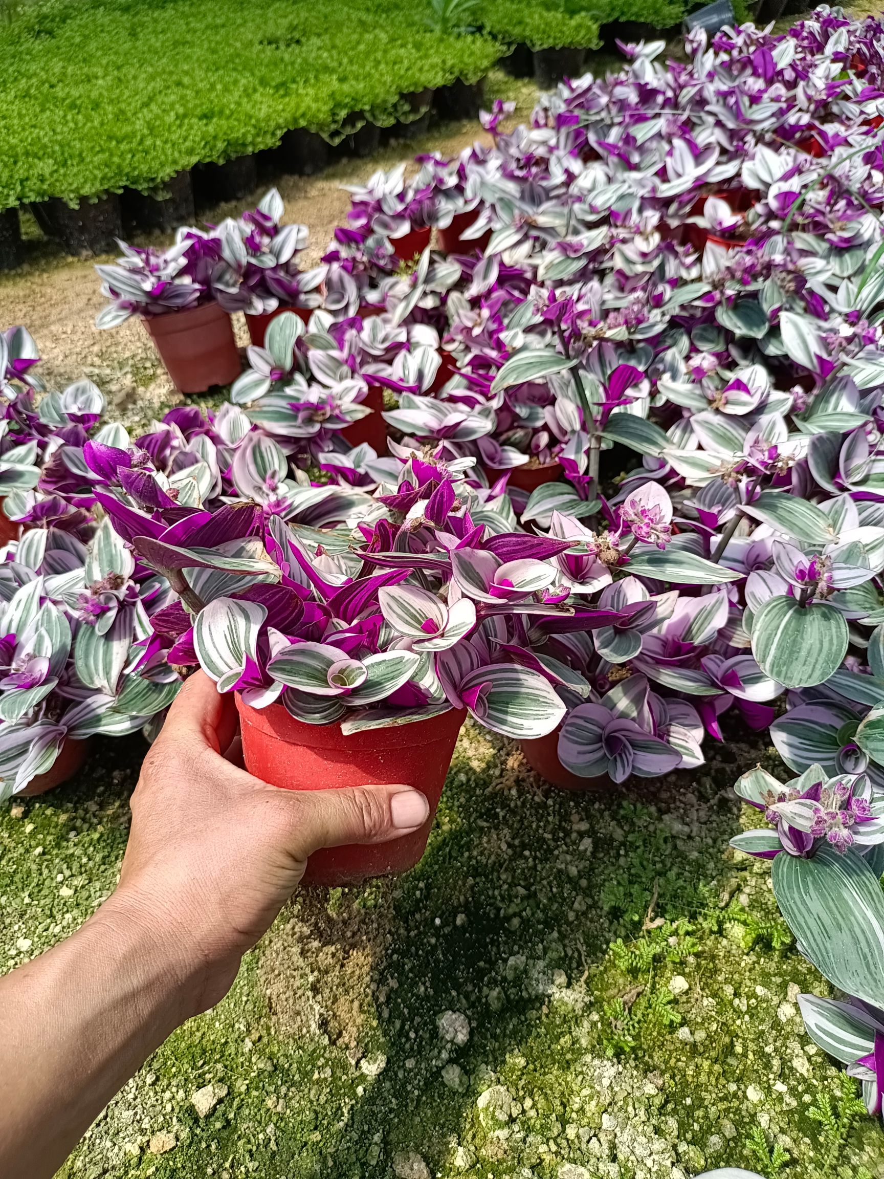 油画婚礼吊兰 油画