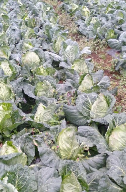 昭通鸡心牛心甘蓝8月份大量上市