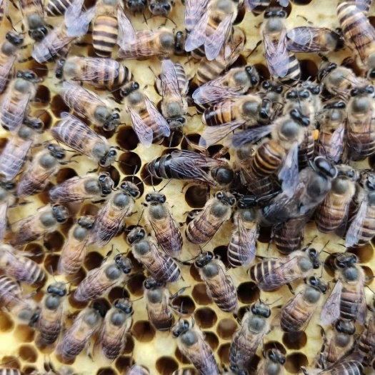 广州中华蜜蜂  蜜蜂蜂群航空运输包邮发货