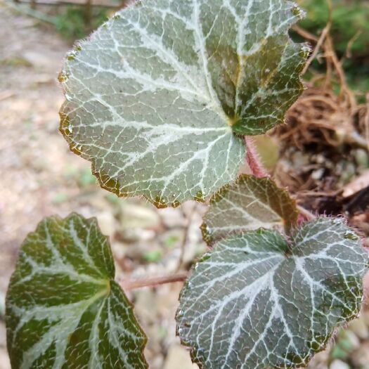 宜丰县 江西宜春深山虎耳草，现定现挖