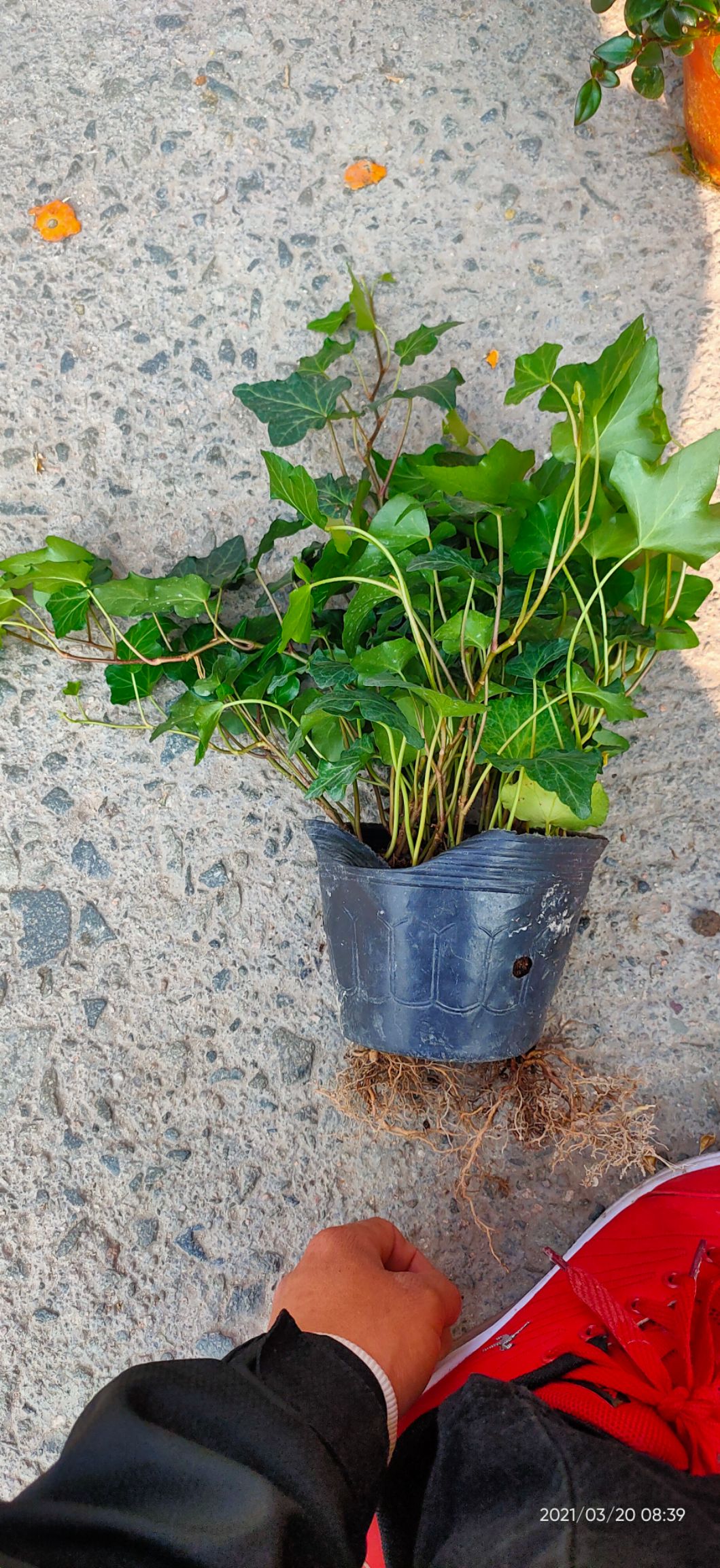 青叶常青藤  基地直售常春藤