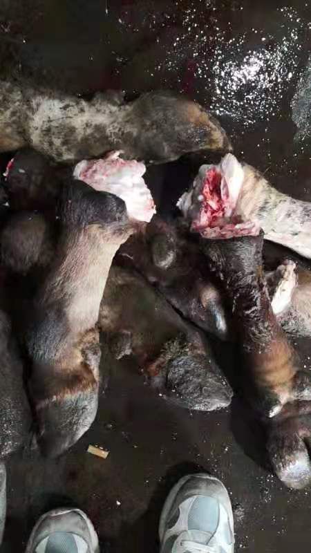 出售育肥公牛蹄，短节的，后蹄不带拐骨