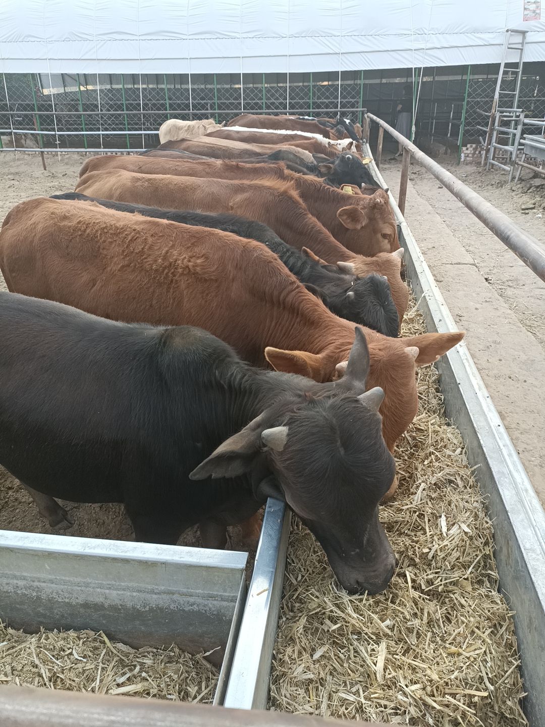 鲁西牛  西门塔尔，改良黄牛出售