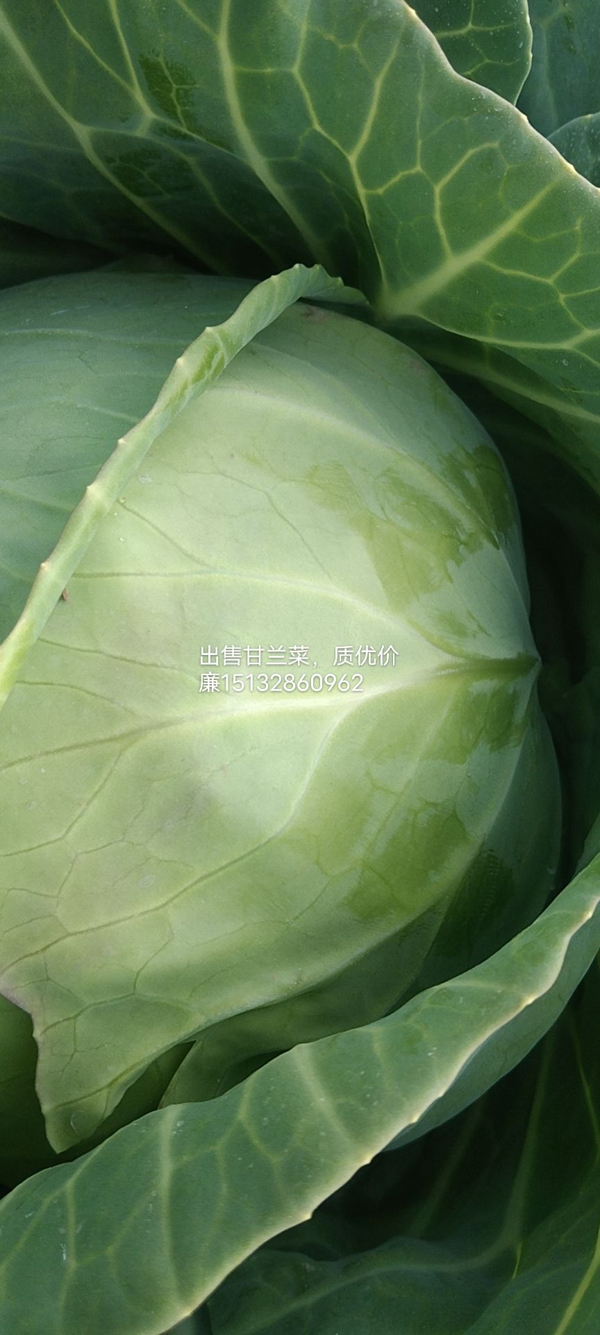 绿包菜  精品甘兰