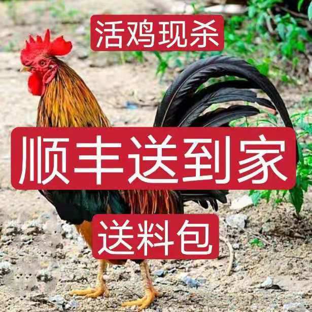土鸡  【活鸡现杀黑脚大公鸡】山东农家散养公鸡整只走地鸡